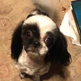 Honey - Shih Tzu