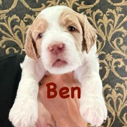 BEN - Parti male Springerdoodle puppy in Murrells Inlet, South Carolina from SpringerDoodles at the Beach