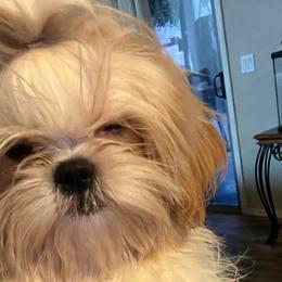 Luna - Shih Tzu