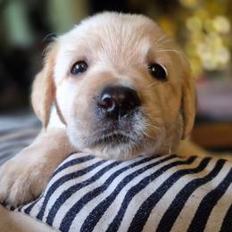 Girl 2 - Chloe - Light Yellow Female Larger - Yellow female Labrador Retriever puppy in Latrobe, Pennsylvania from Stone Shoe Ranch Labs & Dairy Goats