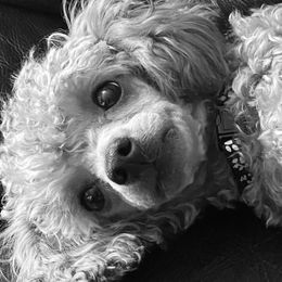 Assorted Doodle Crosses and Poodles from Merlin’s Kennel