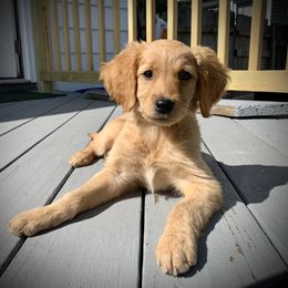 Golden Retriever Puppies from Red Bank Goldens