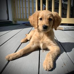 Golden Retriever Puppies from Red Bank Goldens