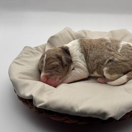 Cheyenne - Red merle female Aussiedoodle puppy in Claremont, North Carolina from Magnolia Grove Farms