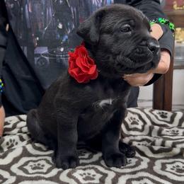 1st pick female - Black female Cane Corso puppy in Clewiston, Florida from Far From Average Kennels