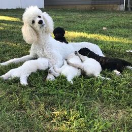 Poodle Puppies from Genesis Poodles