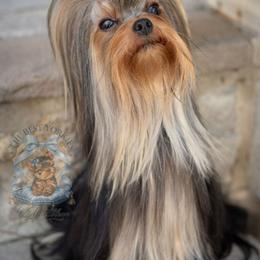 Yorkshire Terrier All Grown Up from The Best Yorkies, by Montbleau