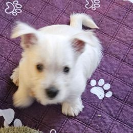 Brown Collar - White male West Highland White Terrier puppy in Mayo, Florida from Carrot Tails LLC