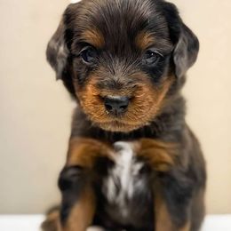Chive - Merle male Goldendoodle puppy in Peoria, Arizona from Cactus Doods