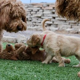 Goldendoodle Puppies from Deer Valley Doodles