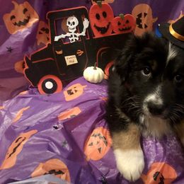 Australian Shepherd and Collie Puppies from Nicara kennel