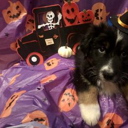 Australian Shepherd and Collie Puppies from Nicara kennel