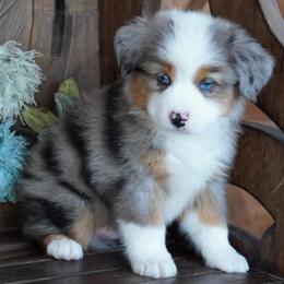 Boy 1 - Blue merle male Miniature Australian Shepherd puppy in Lawton, Oklahoma from Lindsey’s Aussies
