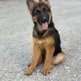 American Leopard Hound, Bluetick Coonhound, and German Shepherd Puppies from Haus Biery German Shepherds, Benchmark Blueticks & Leopard Hounds