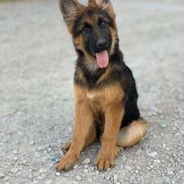 American Leopard Hound, Bluetick Coonhound, and German Shepherd Puppies from Haus Biery German Shepherds, Benchmark Blueticks & Leopard Hounds