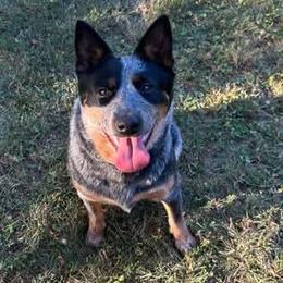 Australian Cattle Dogs and German Shorthaired Pointers from Red Clay Kennels