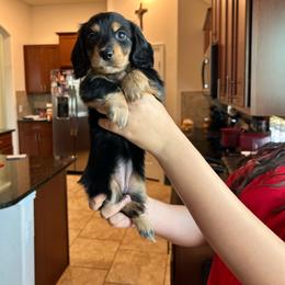 Diva - Black and tan female Dachshund puppy in Hutto, Texas from R.G. Dachshunds