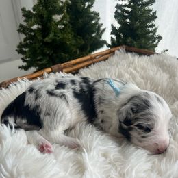 Glacier - White and blue merle female Bordoodle puppy in Valley Center, California from Circle R Valley Bordoodls