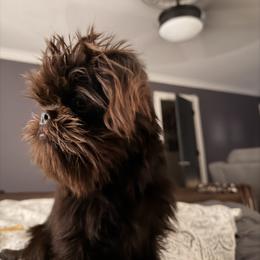 Brussels Griffon and French Bulldog All Grown Up from Team Grubb Frenchies / Grubb's Grumpy Griffs