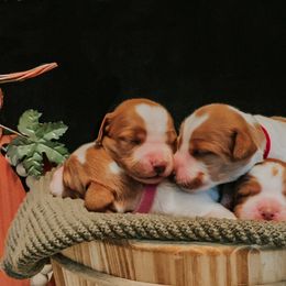 Brittany Puppies from Sincerely, Bird Dogs