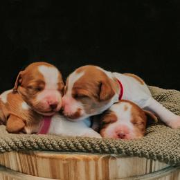 Brittany Puppies from Sincerely, Bird Dogs