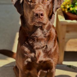 Benelli - Labrador Retriever