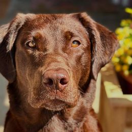 Benelli - Labrador Retriever