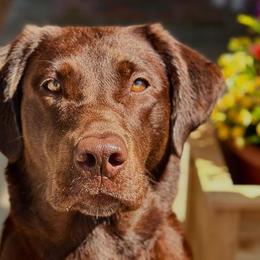 Benelli - Labrador Retriever