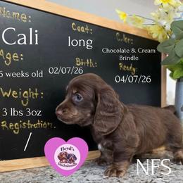 Cali - Chocolate and cream female Dachshund puppy in Hoquiam, Washington from Heyd's Mini Dachshunds