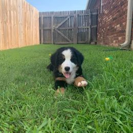 Bernedoodles, Bernese Mountain Dogs, and Cockapoos from Kallams Bernedoodles & Bernese Mountain Dogs