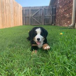 Bernedoodles, Bernese Mountain Dogs, and Cockapoos from Kallams Bernedoodles & Bernese Mountain Dogs