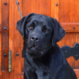 Tilly - Labrador Retriever