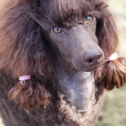 Poodle Puppies from Anna-Ash Poodles