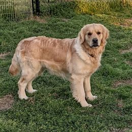 Carly - Golden Retriever