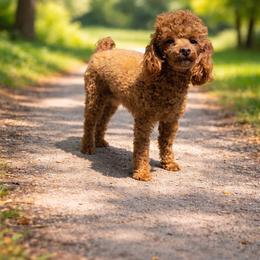 Ginny - Poodle