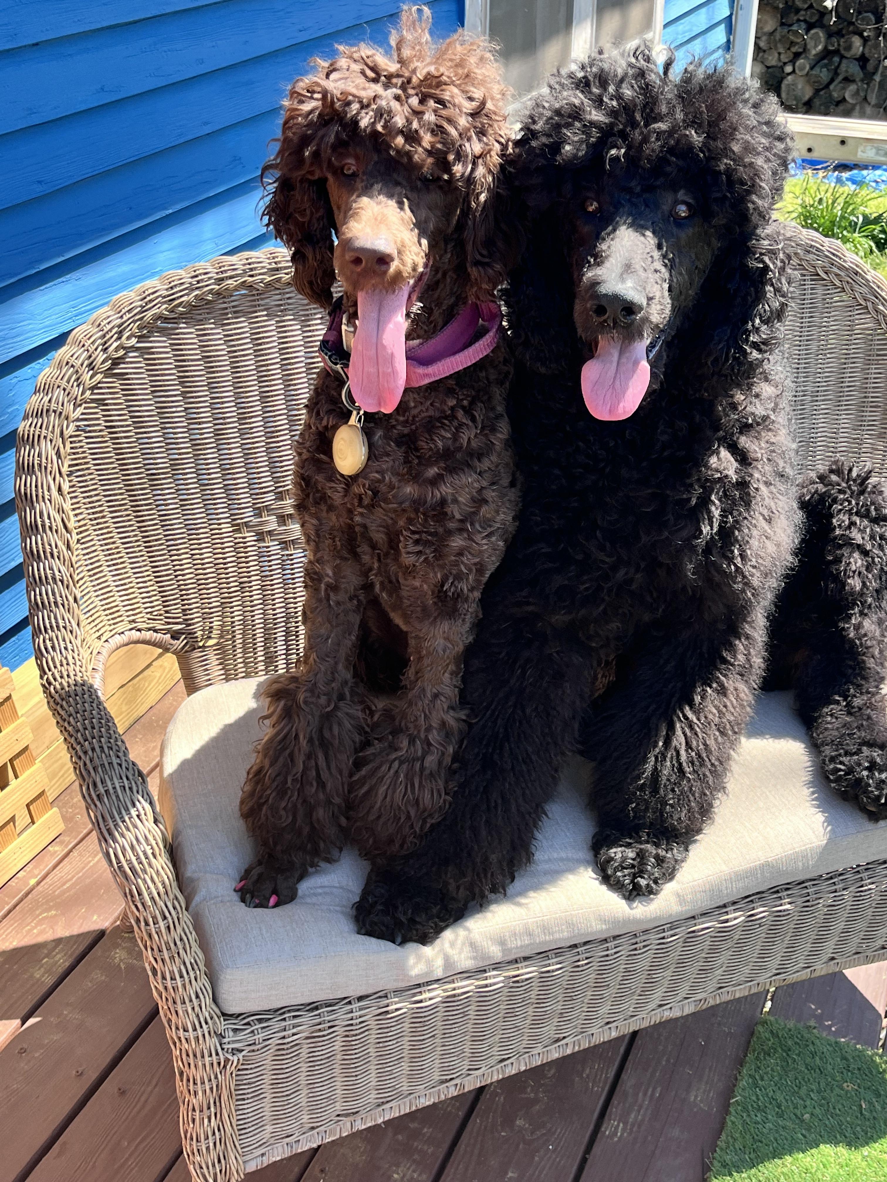 Magnolia Crown’s Standard Poodles in North Carolina | Poodle puppies ...