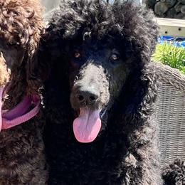 Poodles from Magnolia Crown’s Standard Poodles