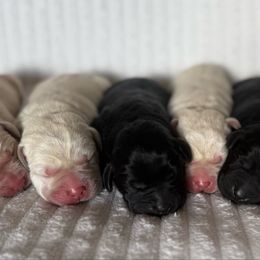 Black Boy -2 - Black male Labrador Retriever puppy in Angola, Indiana from Reniers Labrador Retrievers