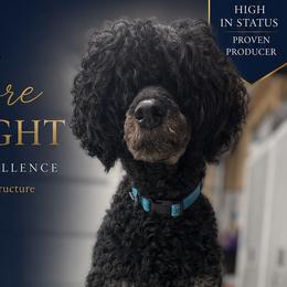 Theo - Poodle