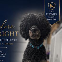 Theo - Poodle