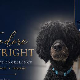 Theo - Poodle