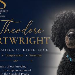Theo - Poodle