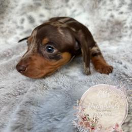 Dachshund Puppies from CSW Dachshunds