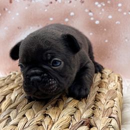 Coco - Brown brindle male Olde English Bulldogge puppy in Camdenton, Missouri from Mule Pool Olde English Bulldogges