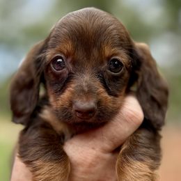 Girl 2 - Chocolate and tan Dachshund puppy in Luther, Oklahoma from LutherLongDogs
