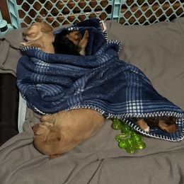 Dachshund Puppies from JRED Leach