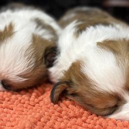 American Corgis and Pembroke Welsh Corgis from Corgi Love Tales