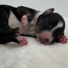 Tri-Boy 3 - Tri-color male Bernedoodle puppy in Montverde, Florida from Central Florida Bernedoodles