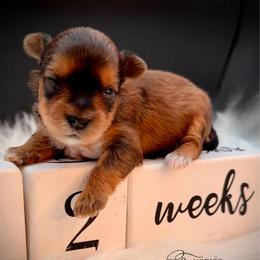 Girl 2 maroon - Tan female Yorkshire Terrier puppy in Machesney Park, Illinois from Three Yorkie Family