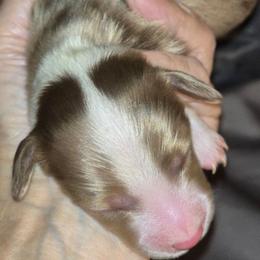 Doc - Chocolate and cream male Dachshund puppy in Oklahoma City, Oklahoma from OkieDoxieland Dachshunds